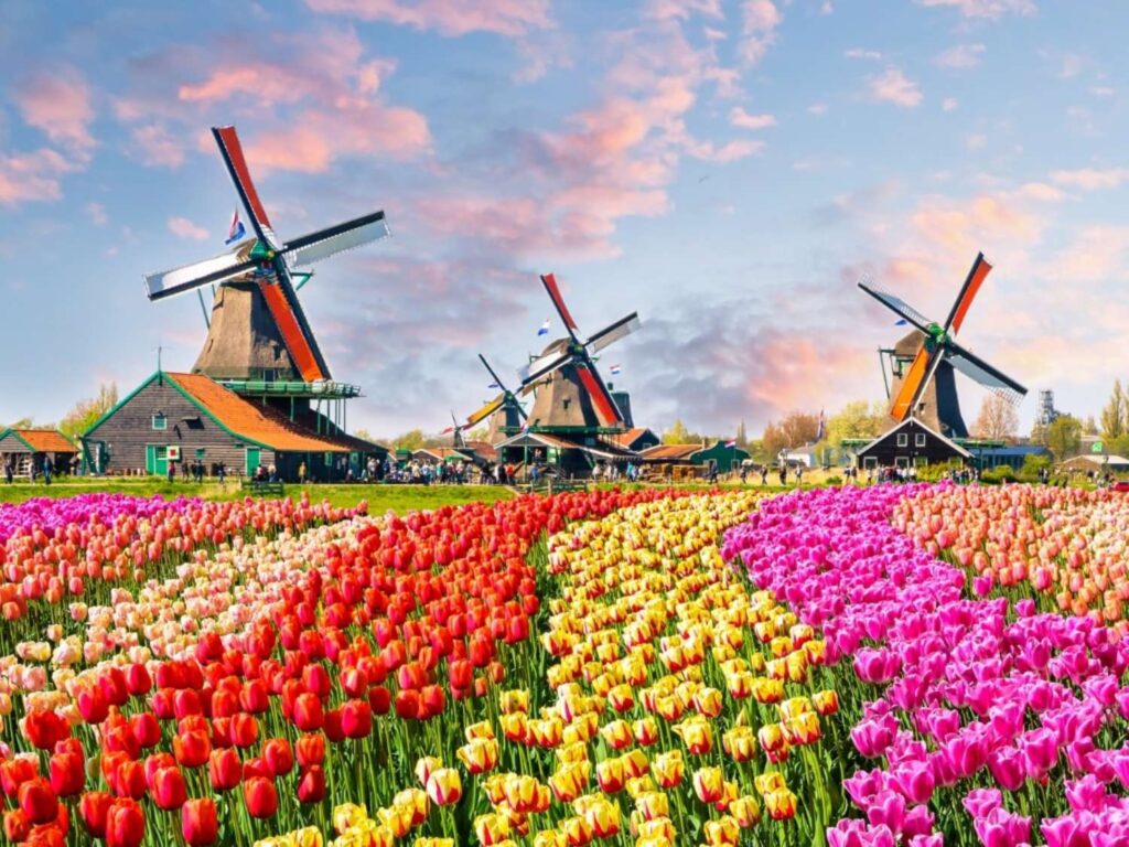 Best place to see Tulips Amsterdam